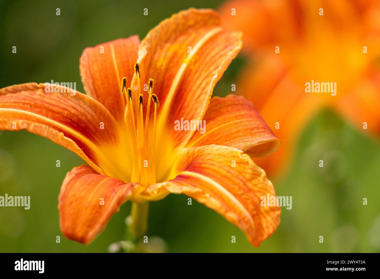 Hemerocallis cultorum Burning Daylight Foto Stock