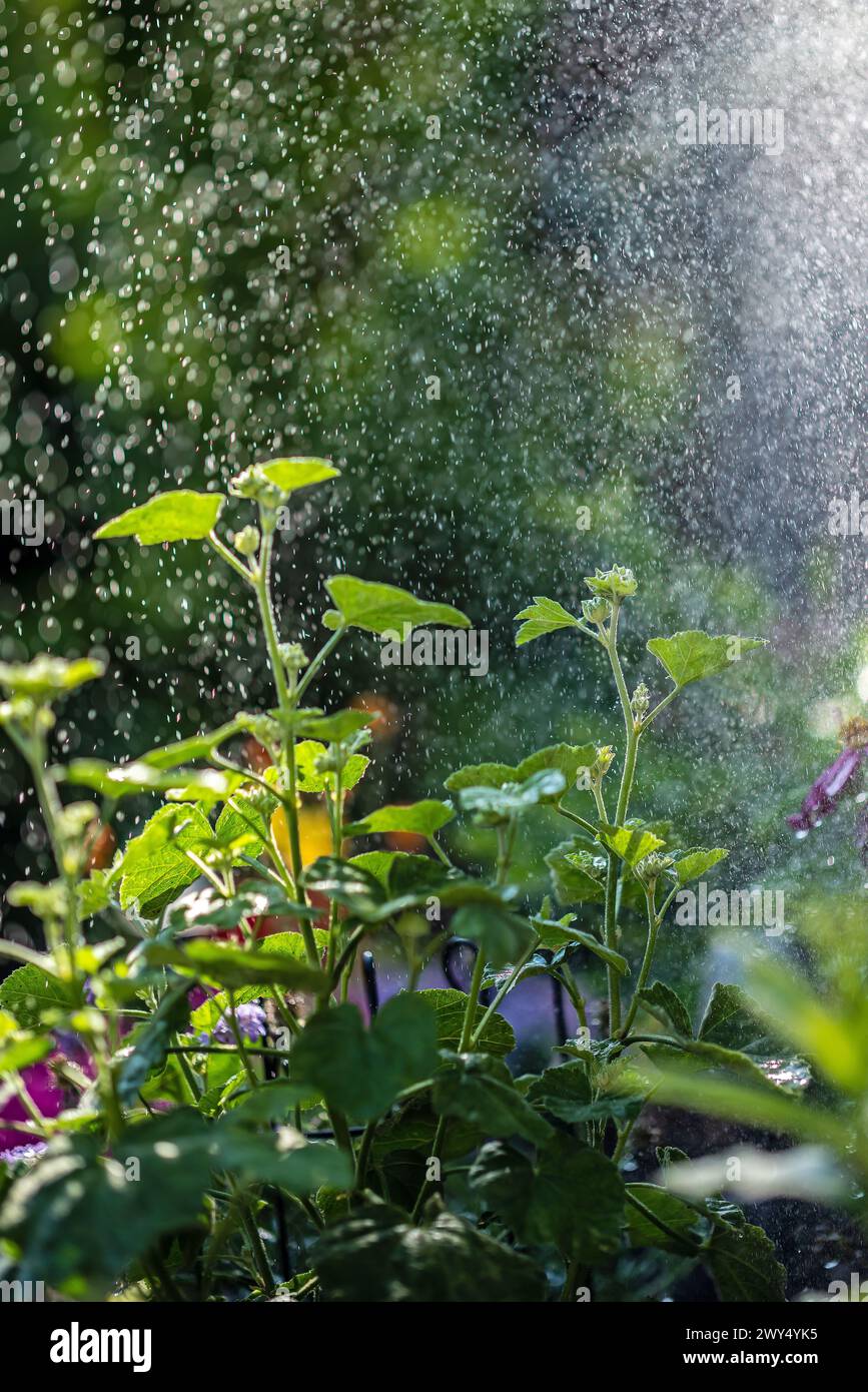 Pioggia che cade su un fiore in vaso nel giardino Foto Stock