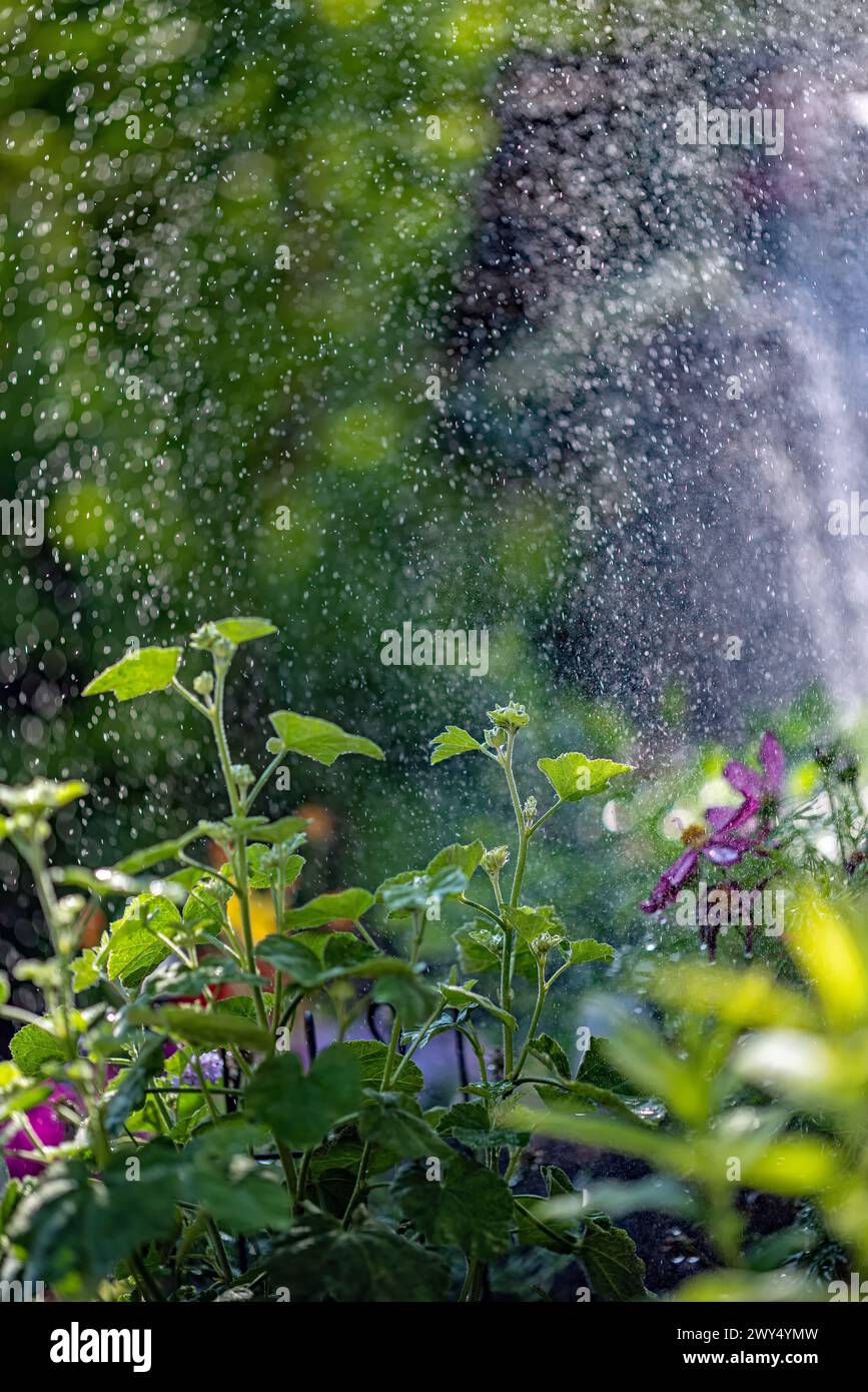 Un uccello arroccato sui fiori da un beccuccio da irrigazione Foto Stock