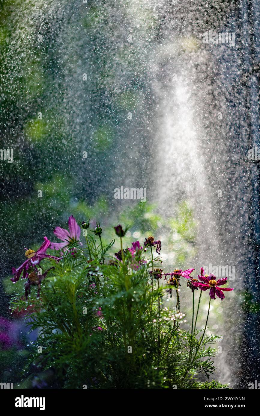 Un giardino con fiori e irrigatori che innaffiano il terreno Foto Stock