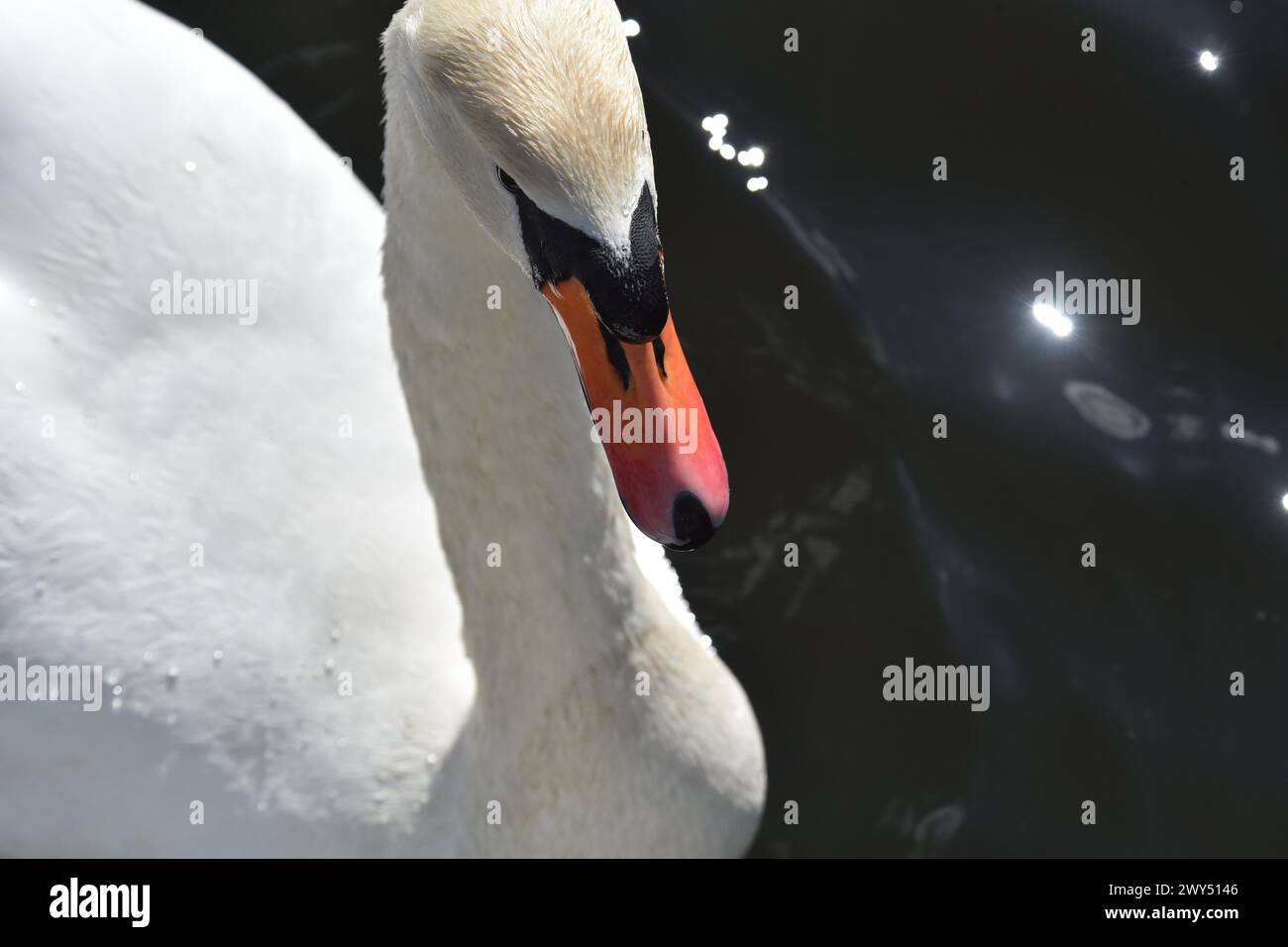 Testa di cigno da vicino Foto Stock