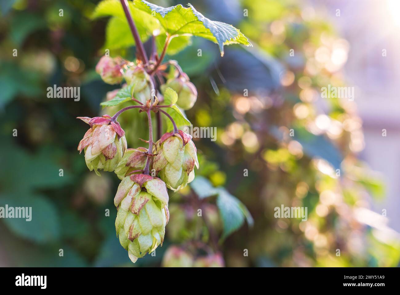 Luppolo comune (Humulus lupulus). Primo piano di fiori, coni, alberelli di luppolo comune (Strobuli Lupuli) maturano in autunno. Foto Stock