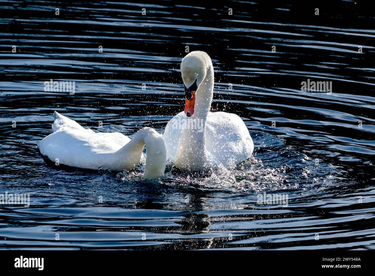 Un paio di cigni muti che mostrano un comportamento pre-corteggiamento. I due stavano copiando le azioni dell'altro, immergendo la testa dentro e fuori dall'acqua. Foto Stock