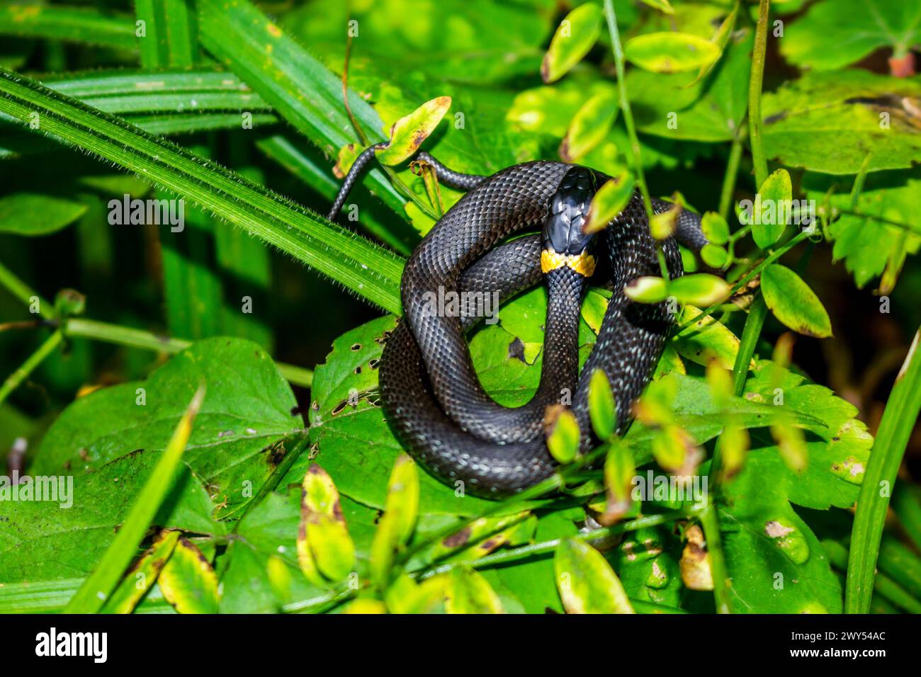 Un giovane serpente (adder) si sta crogiolando nelle foglie della foresta. Regione di Kaluzhskiy, Russia Foto Stock