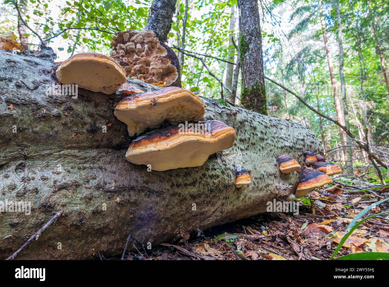 Molti funghi di trota sul tronco di un albero caduto nel bosco Foto Stock