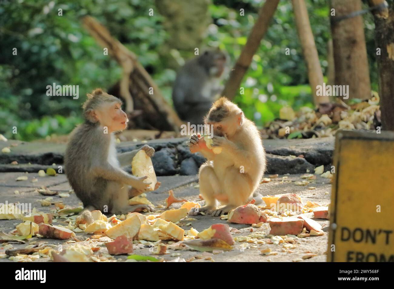 Macachi dalla coda lunga (Macaca fascicularis) nella Foresta delle scimmie Sacre, Ubud, Indonesia Foto Stock