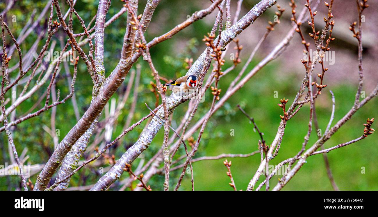 Dundee, Tayside, Scozia, Regno Unito. 4 aprile 2024. Tempo nel Regno Unito: Il clima primaverile freddo e luminoso mostra un bellissimo uccello Goldfinch arroccato su un melo da giardino a Dundee, in Scozia. Crediti: Dundee Photographics/Alamy Live News Foto Stock