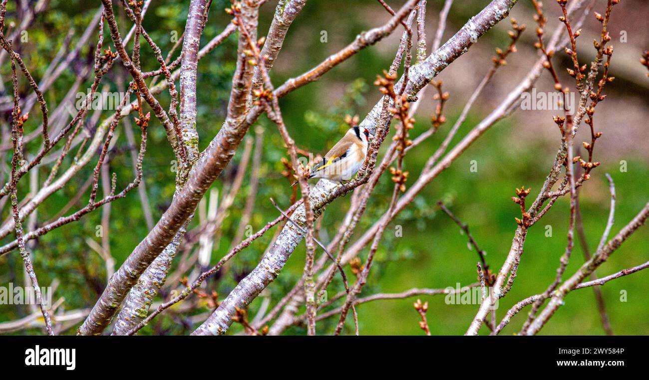 Dundee, Tayside, Scozia, Regno Unito. 4 aprile 2024. Tempo nel Regno Unito: Il clima primaverile freddo e luminoso mostra un bellissimo uccello Goldfinch arroccato su un melo da giardino a Dundee, in Scozia. Crediti: Dundee Photographics/Alamy Live News Foto Stock