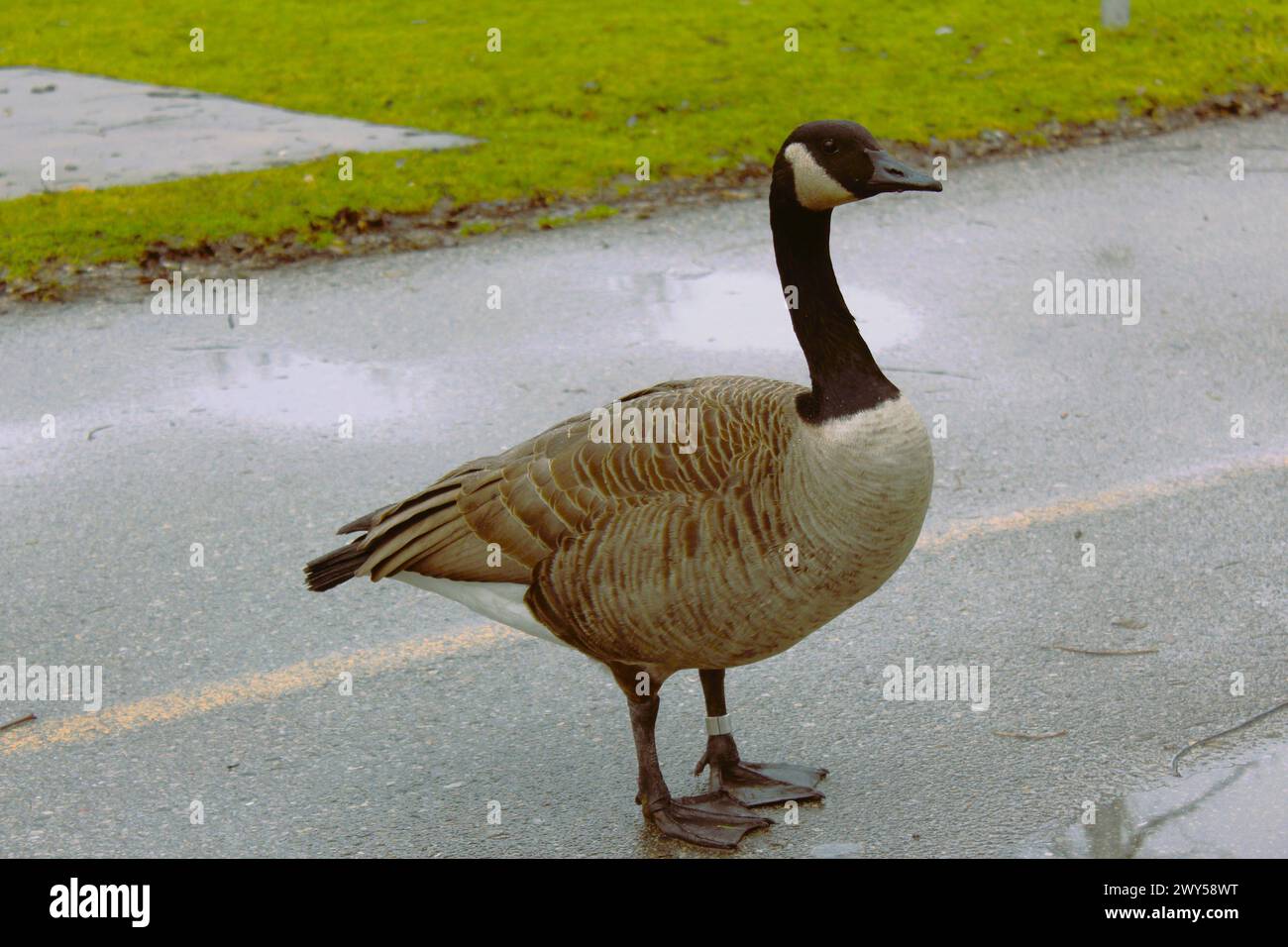 Goose in Greenway Park, Londra, Ontario, Canada Foto Stock