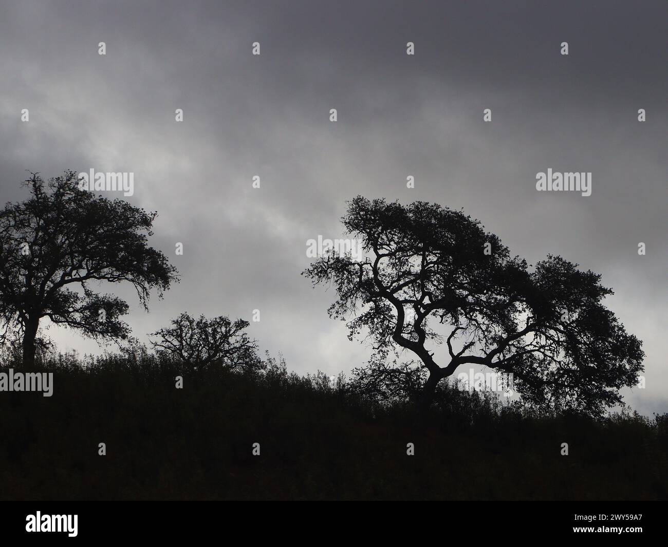 Quercia da sughero portoghese su una collina Foto Stock