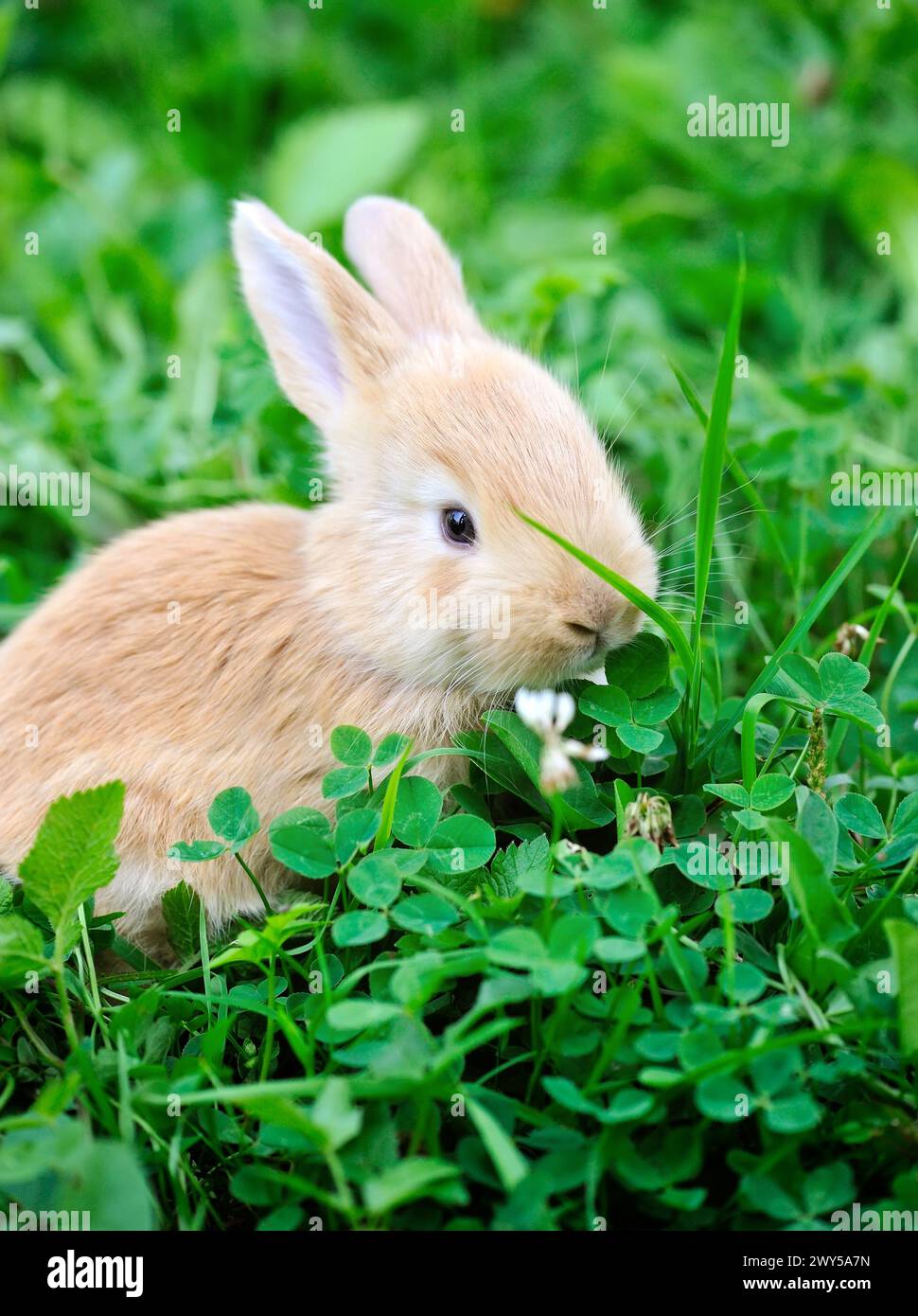 Piccolo coniglio in erba verde. Messa a fuoco selettiva Foto Stock