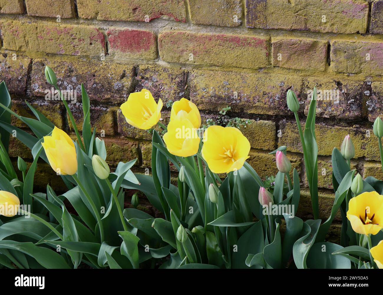 Tulipani gialli e antiche mura in mattoni Foto Stock