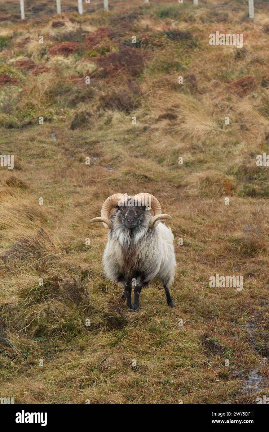 Ariete di pecore Boreray delle Orcadi Foto Stock