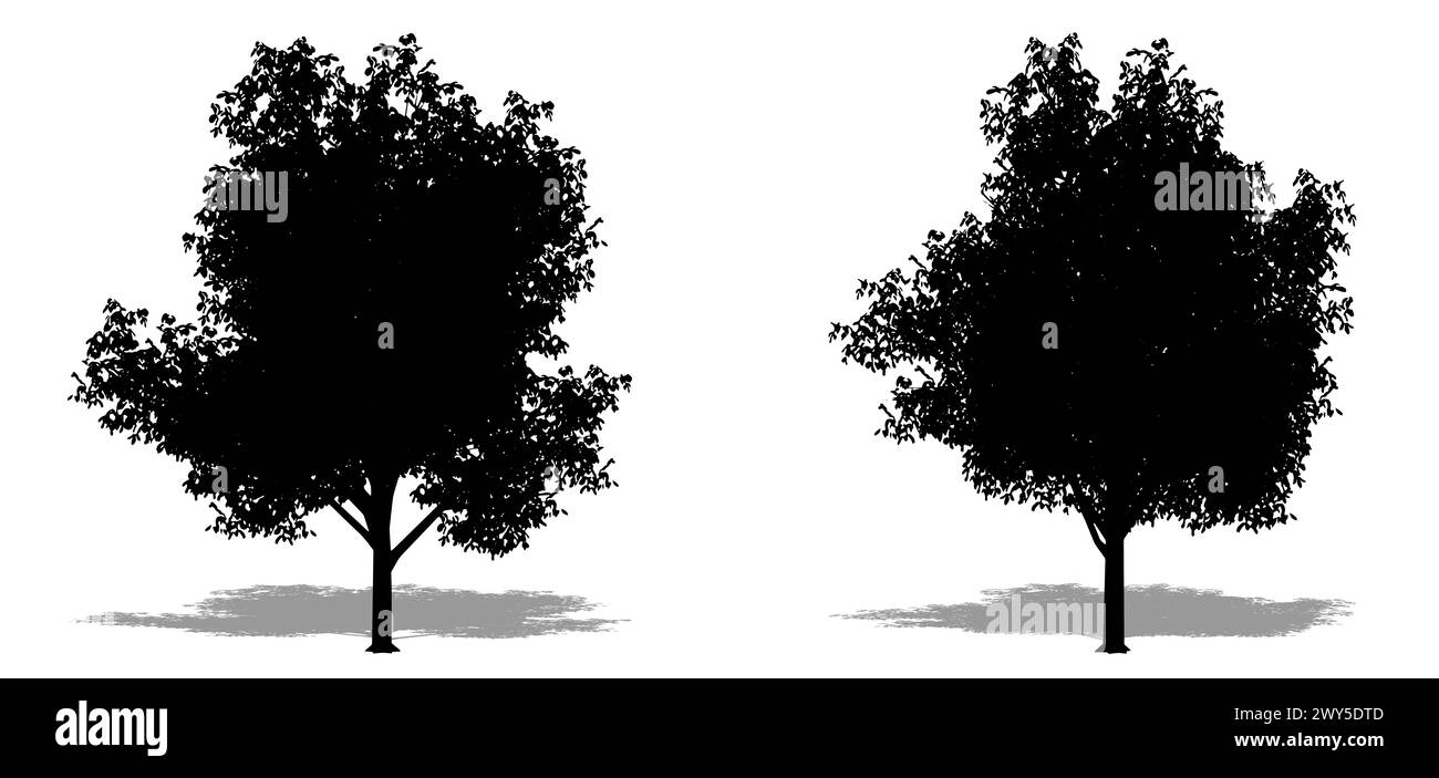 Set o raccolta di alberi di limone come una silhouette nera su sfondo bianco. Illustrazione concettuale o concettuale in 3D per natura, pianeta, ecologia e contro Foto Stock