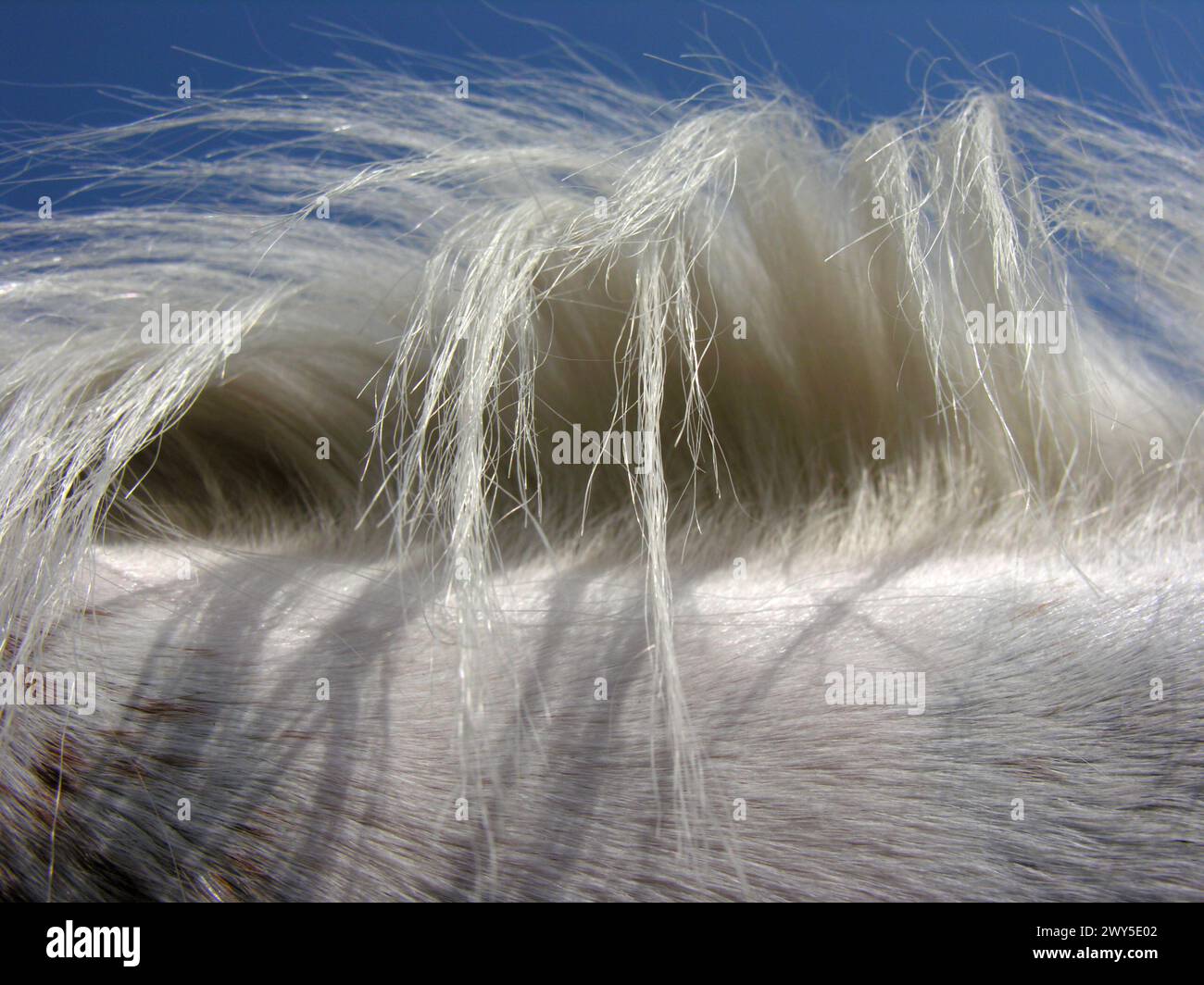 primo piano di capelli bianchi di cavallo su sfondo cielo limpido, retroilluminato Foto Stock