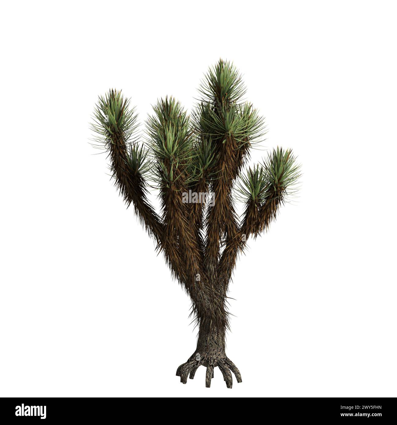 Illustrazione 3d dell'albero di Yucca brevifolia isolato su sfondo bianco Foto Stock
