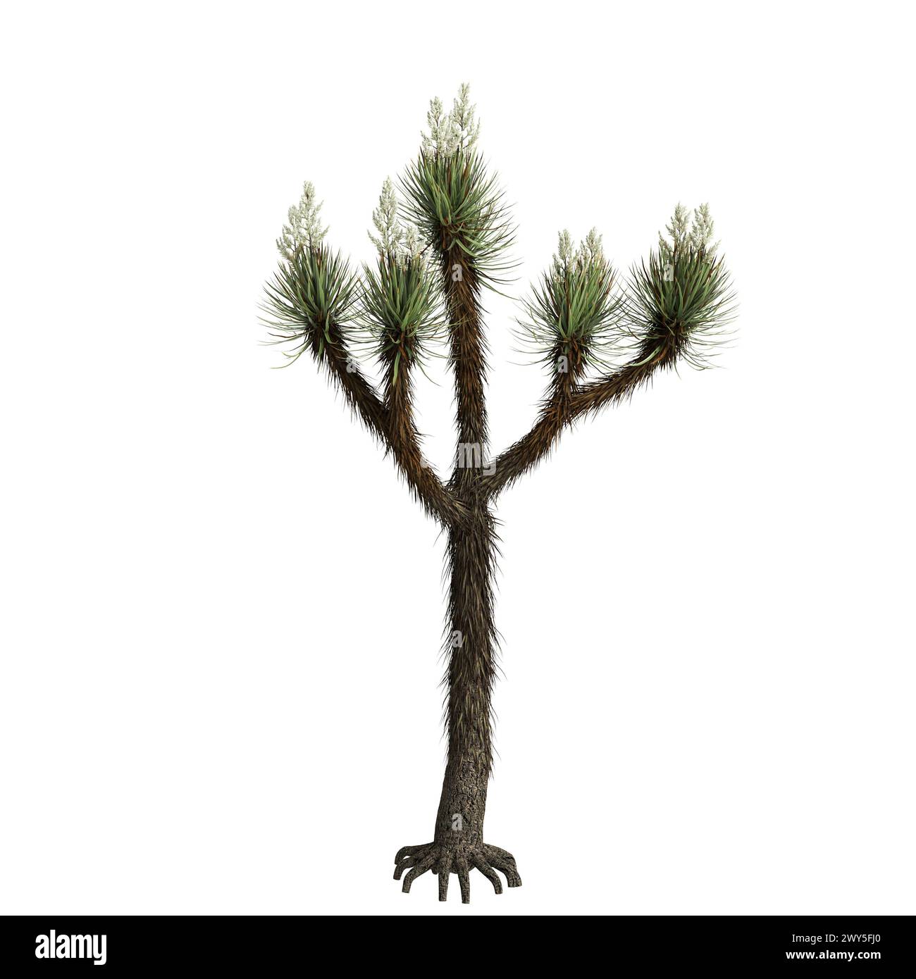 Illustrazione 3d dell'albero di Yucca brevifolia isolato su sfondo bianco Foto Stock