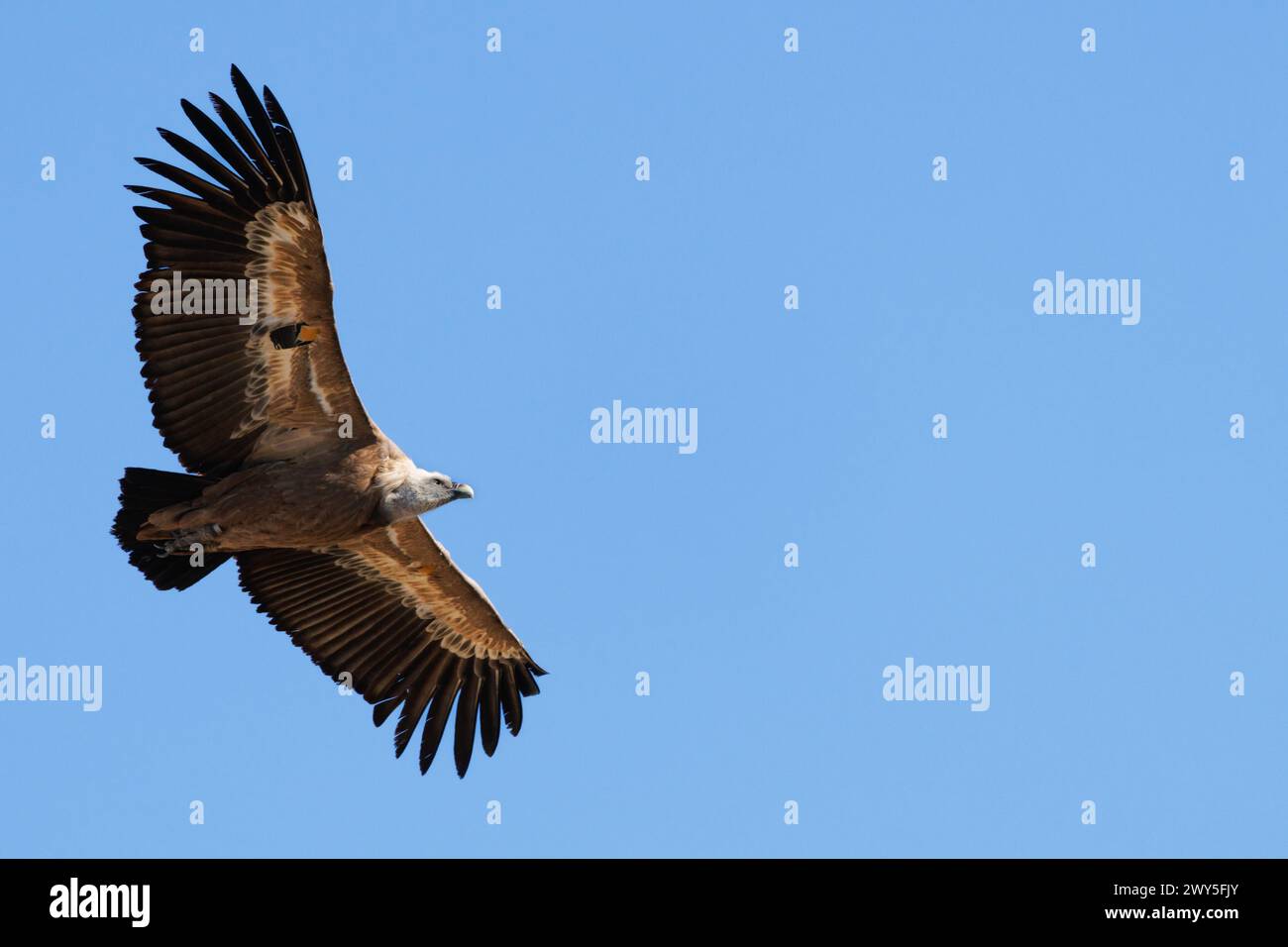 Avvoltoio grifone con spazio negativo e sfondo blu del cielo ad Alcoy, Spagna Foto Stock