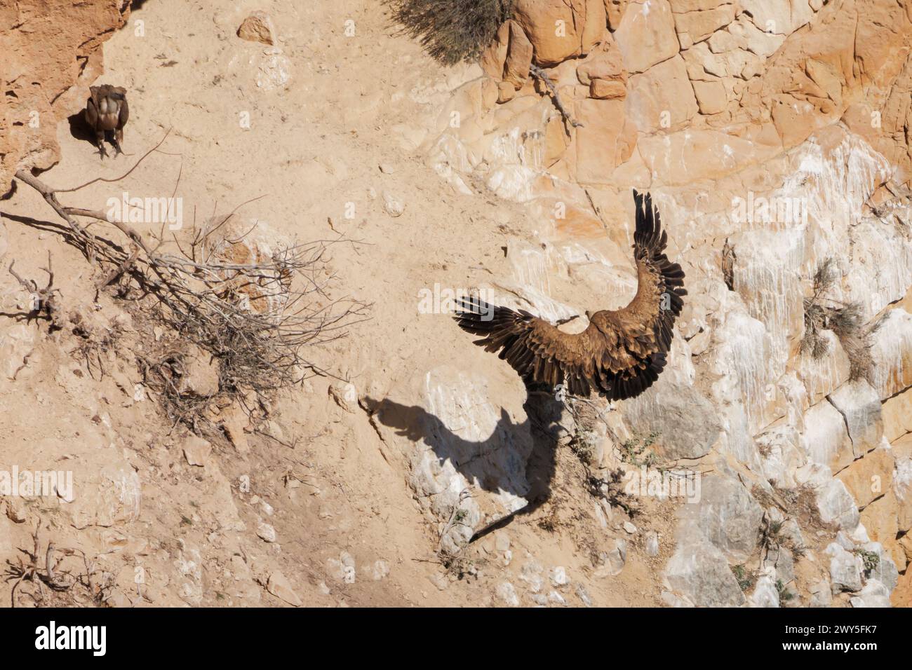 Avvoltoio grifone, Gyps fulvus, che getta la sua ombra sulla parete verticale durante l'atterraggio, Alcoy, Spagna Foto Stock