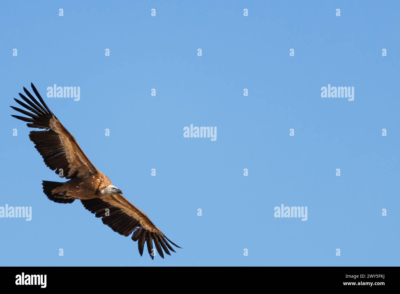 Avvoltoio grifone con spazio negativo e sfondo blu del cielo ad Alcoy, Spagna Foto Stock