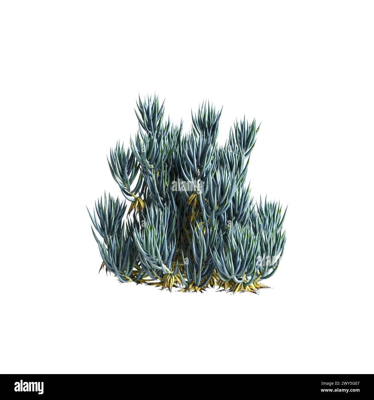 Illustrazione 3d di Senecio mandraliscae cespuglio isolato su sfondo bianco Foto Stock