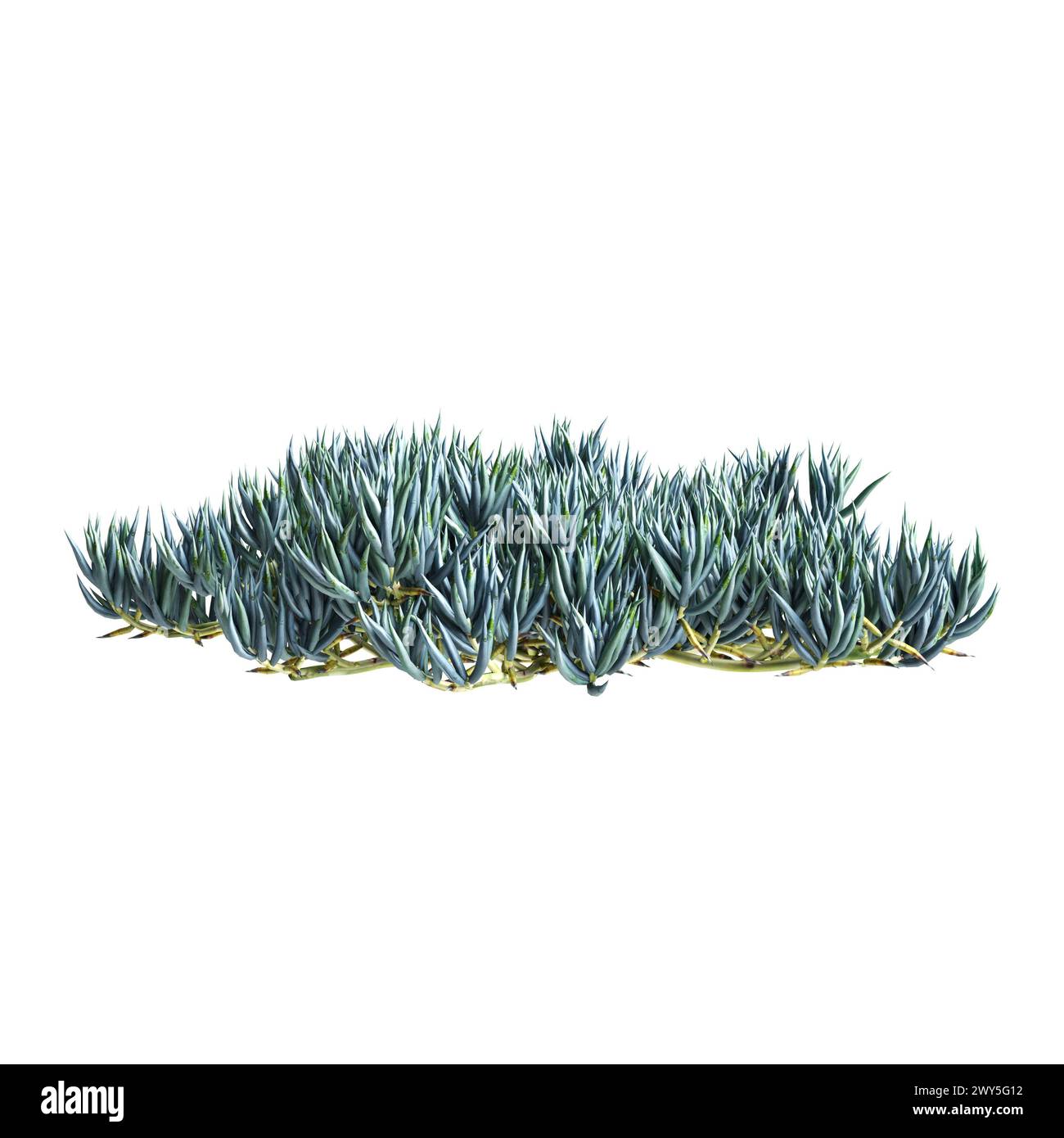 Illustrazione 3d di Senecio mandraliscae cespuglio isolato su sfondo bianco Foto Stock