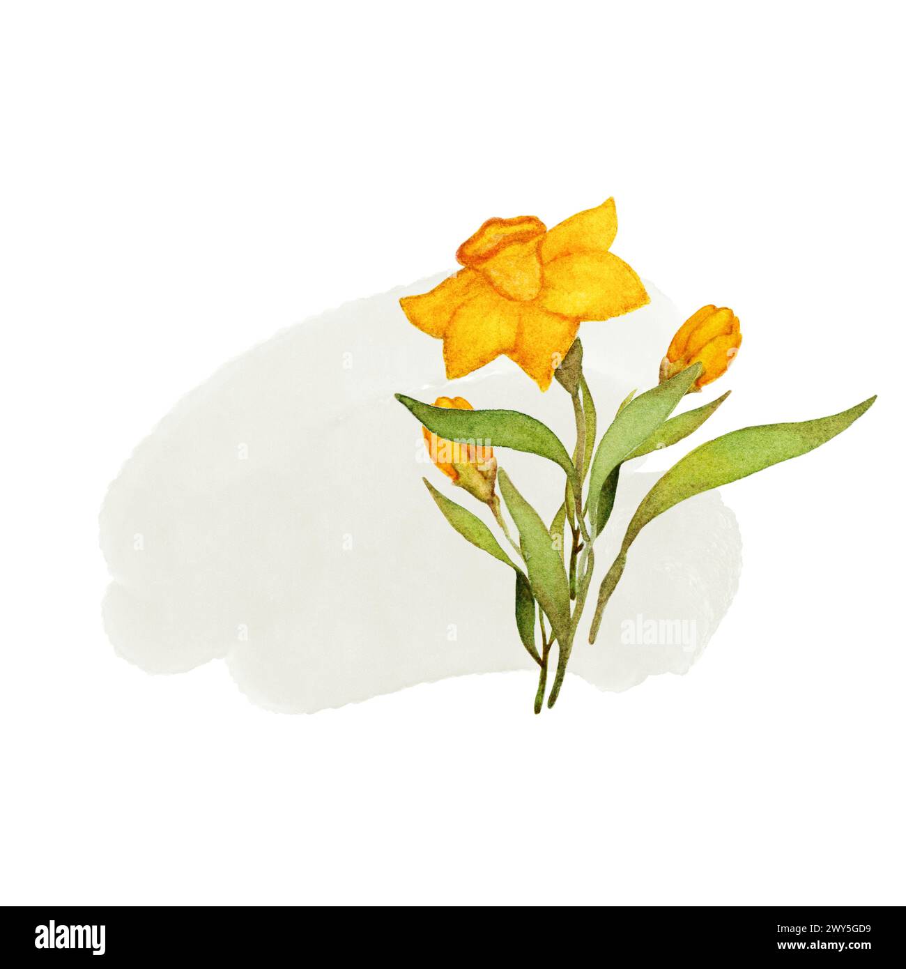 Illustrazione dell'acquerello di Narcissus. Composizione floreale primaverile. Illustrazione del fiore dell'acquerello disegnato a mano Foto Stock