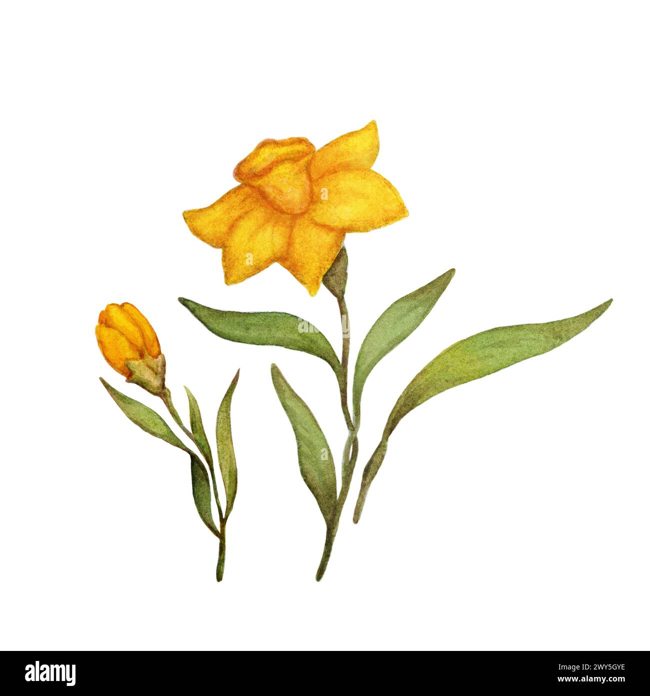 Illustrazione dell'acquerello di Narcissus. Composizione floreale primaverile. Illustrazione del fiore dell'acquerello disegnato a mano Foto Stock