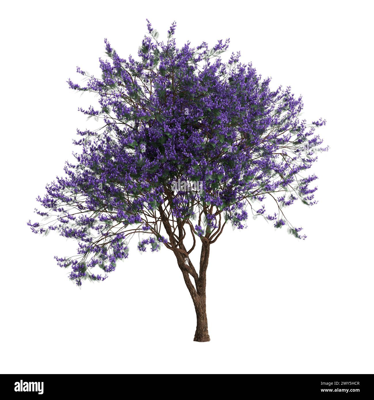 Illustrazione 3d dell'albero Jacaranda mimosifolia isolato su sfondo bianco Foto Stock