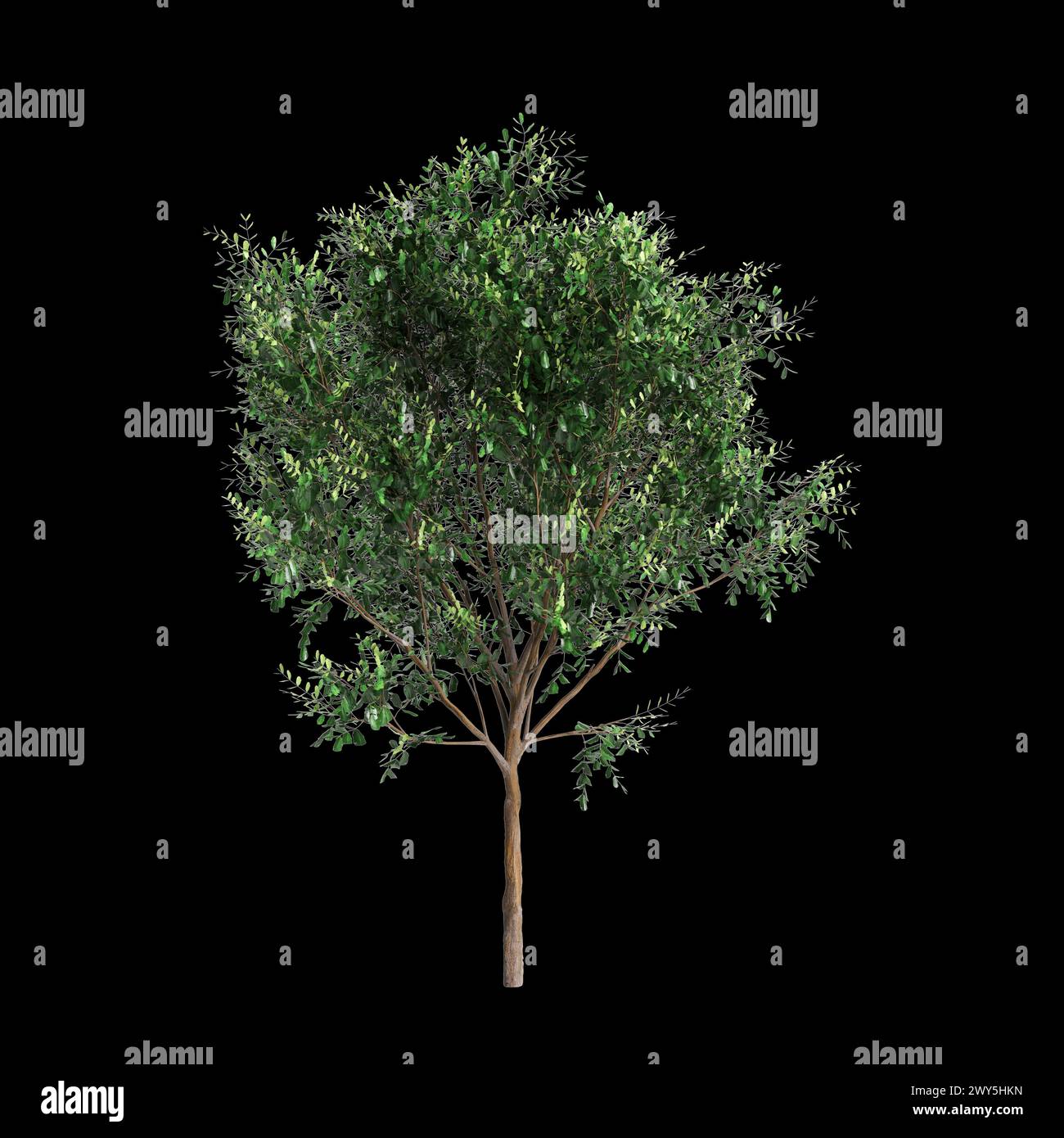 Illustrazione 3d dell'albero Bergerocactus emoryi isolato su sfondo nero Foto Stock