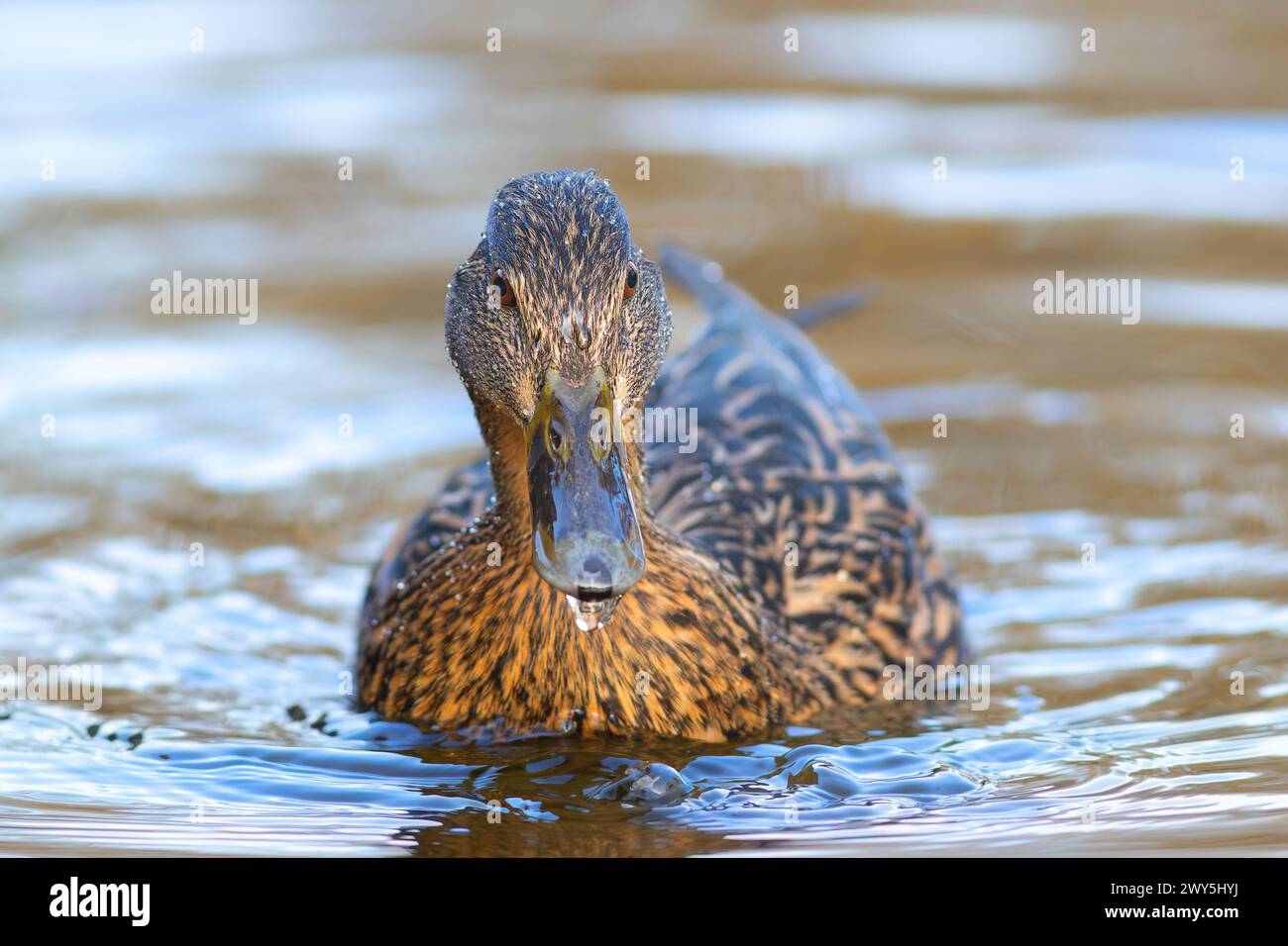 Nuotata femminile verso il fotografo (Anas platyrhynchos) Foto Stock