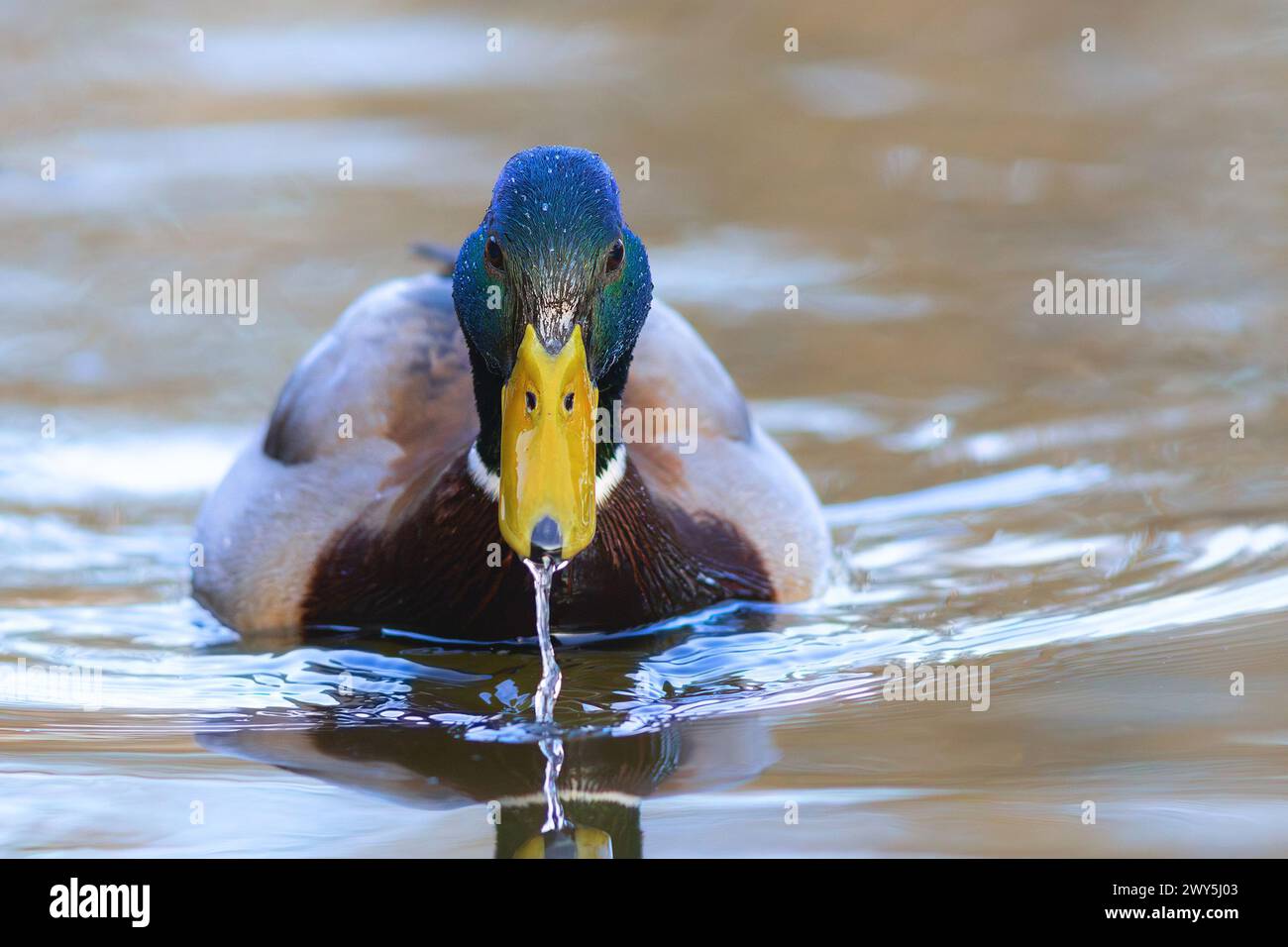 Anatra maschile sull'acqua (Anas platyrhynchos) Foto Stock