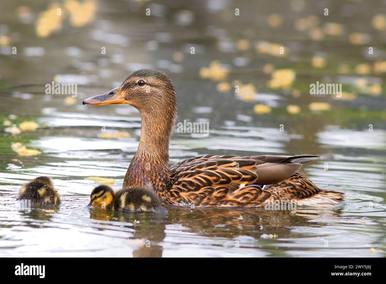 Gallina di maiard con pulcini che nuotano sullo stagno (Anas platyrhynchos) Foto Stock