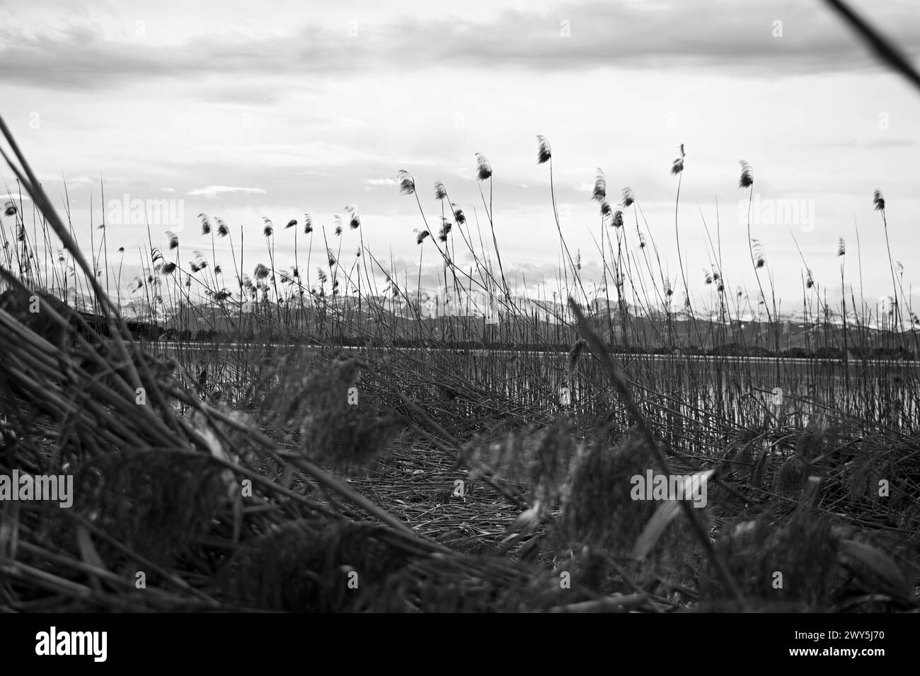 Passeggia accanto al lago Pfaffikon per catturare il paesaggio e la fauna selvatica intorno. Foto Stock