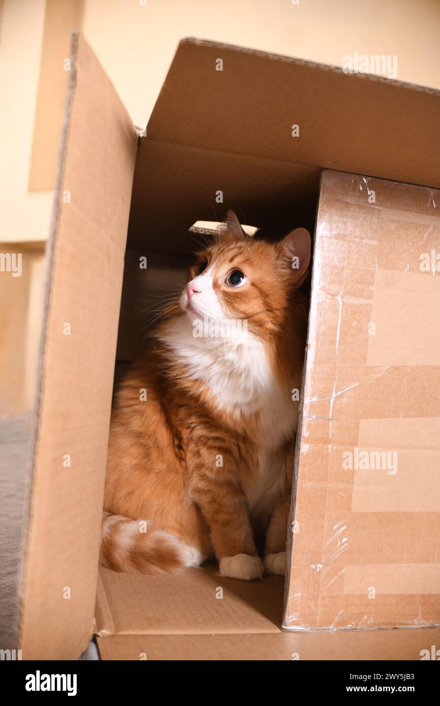 Un gatto di zenzero, nascosto in una scatola di cartone, guarda attentamente e con cautela il bersaglio da un nascondiglio. Foto Stock