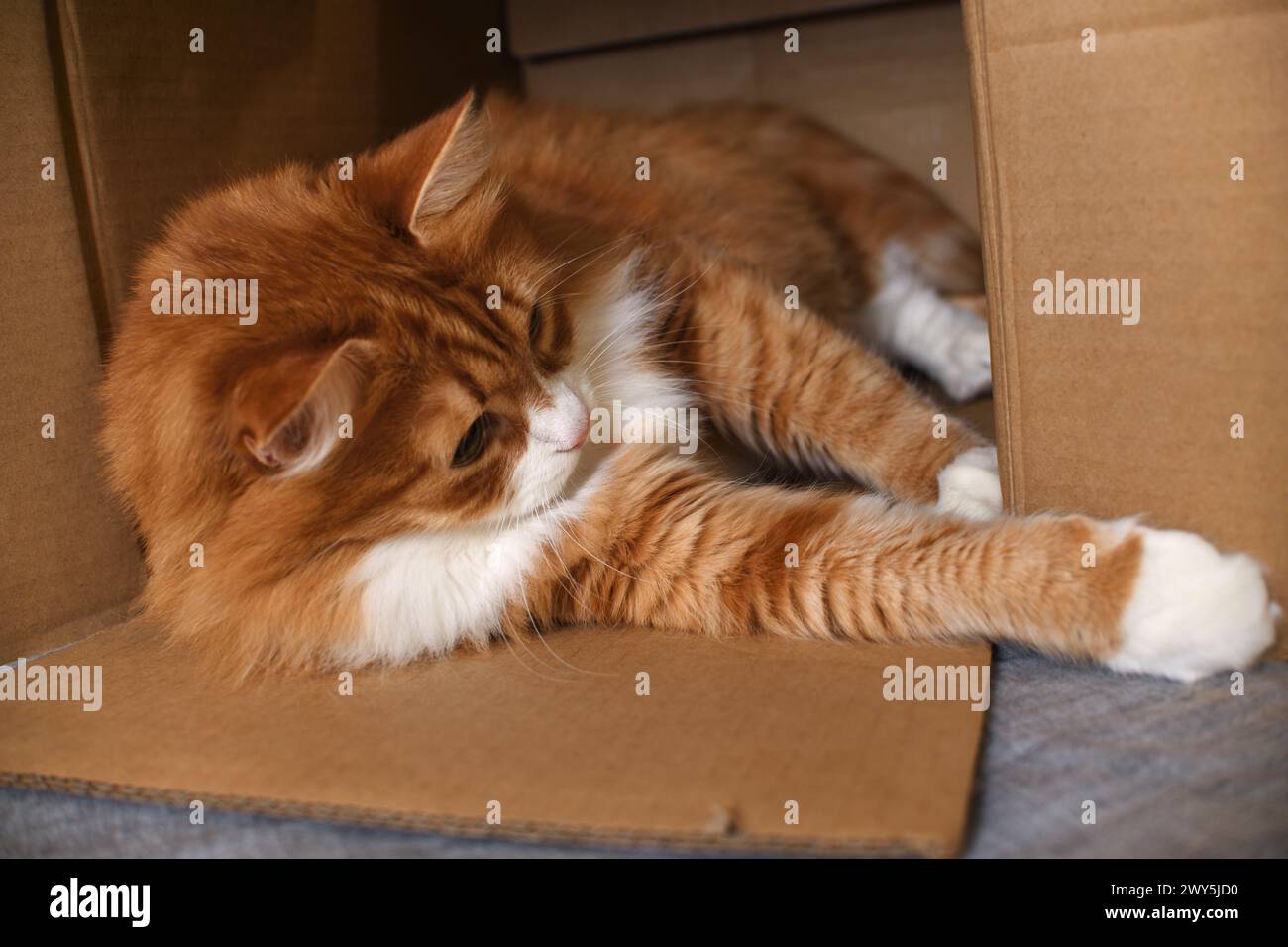 Un gatto rosso giace in una scatola di cartone. Primo piano Foto Stock