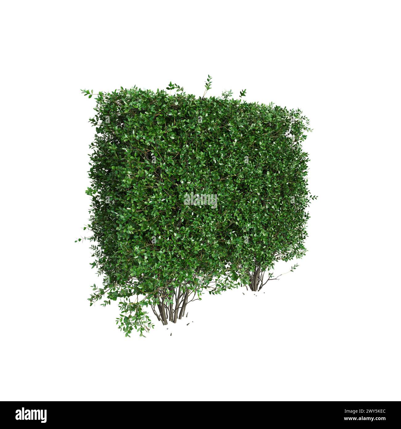 Illustrazione in 3d di Ligustrum ovalifolium treeline isolato su sfondo bianco, prospettiva Foto Stock