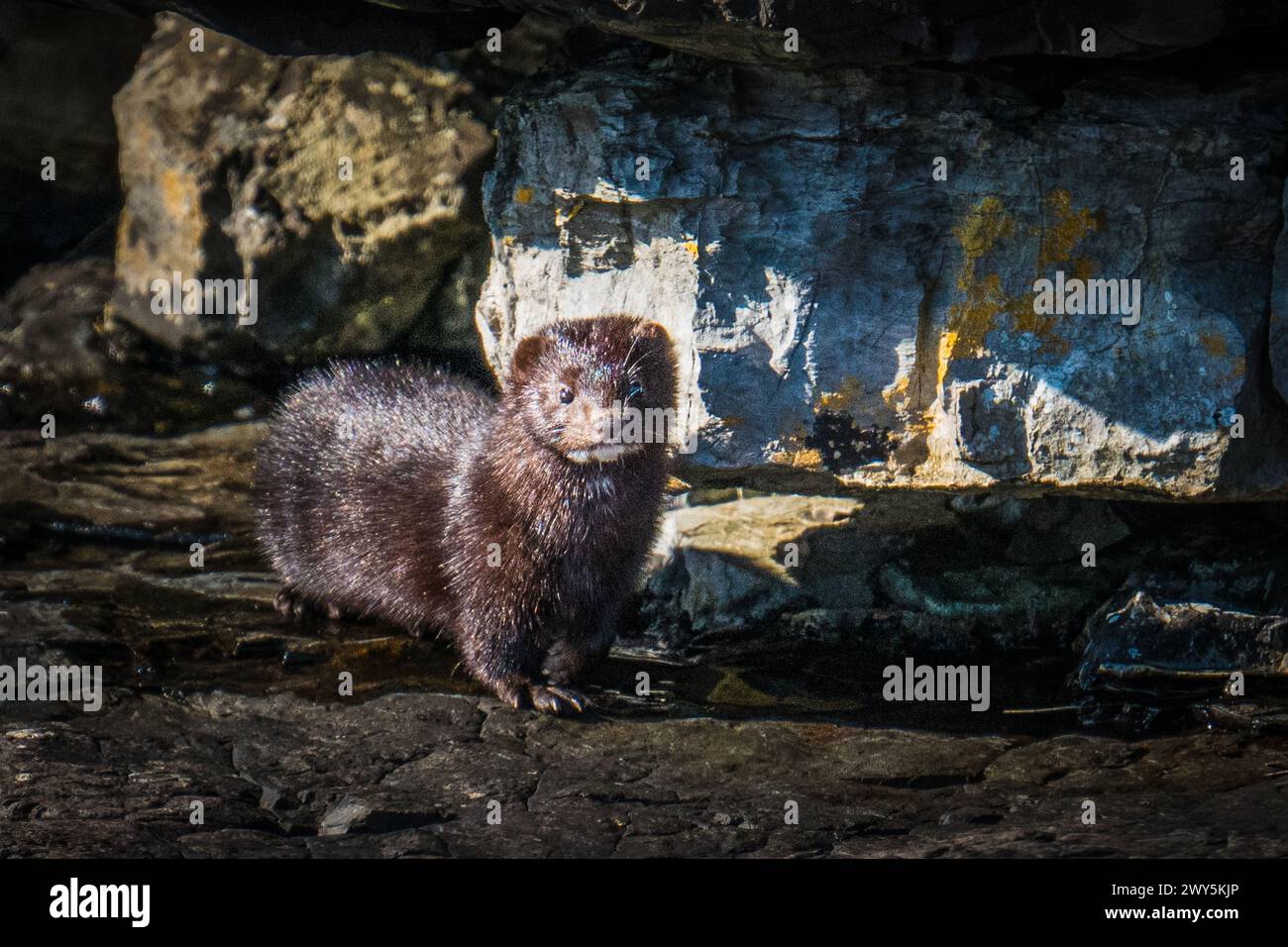Macchiato di rocce a Kilchoan Bay, Ardnamurchan Foto Stock
