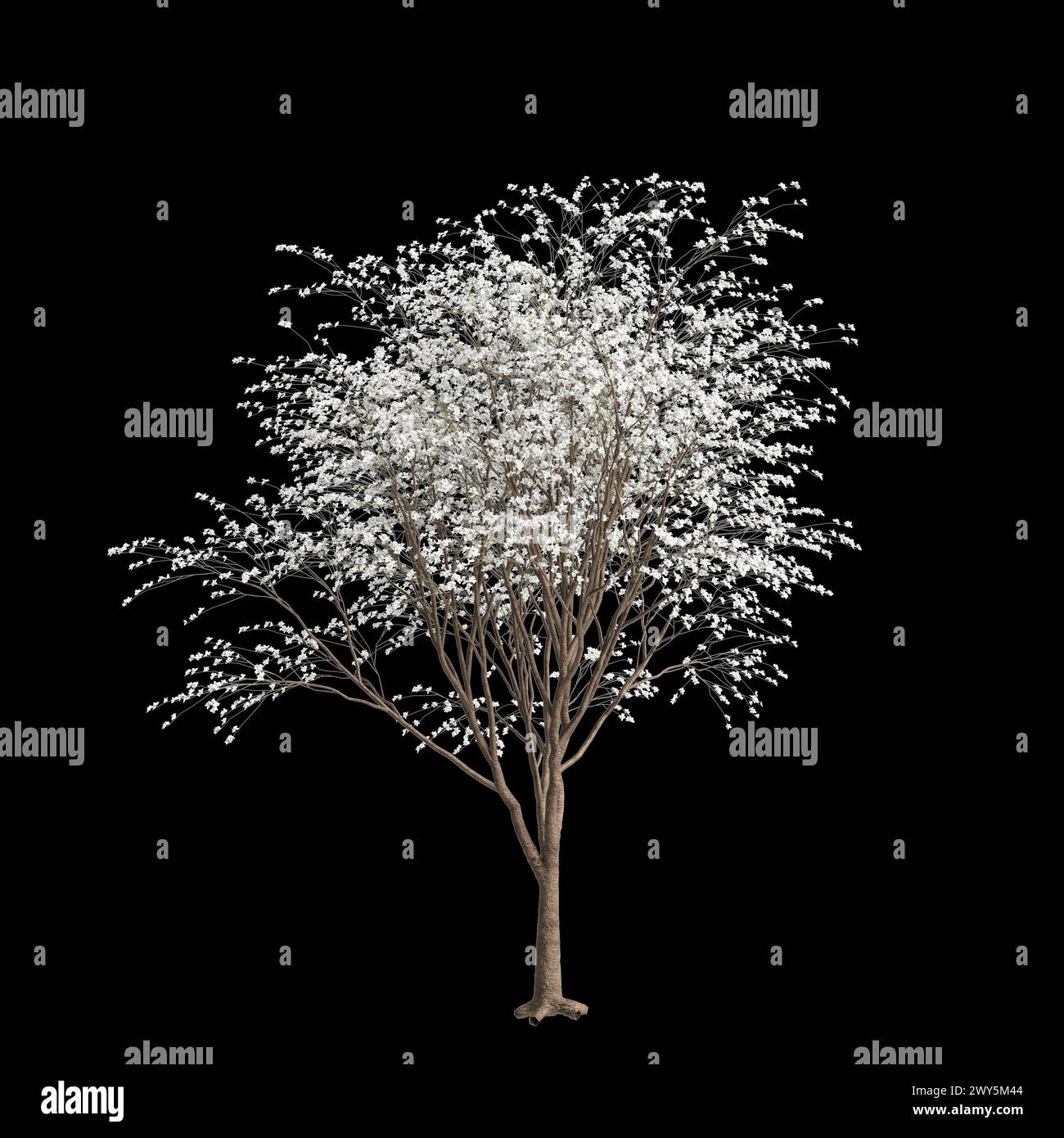 Illustrazione 3d dell'albero Bauhinia acuminata isolato su sfondo nero Foto Stock