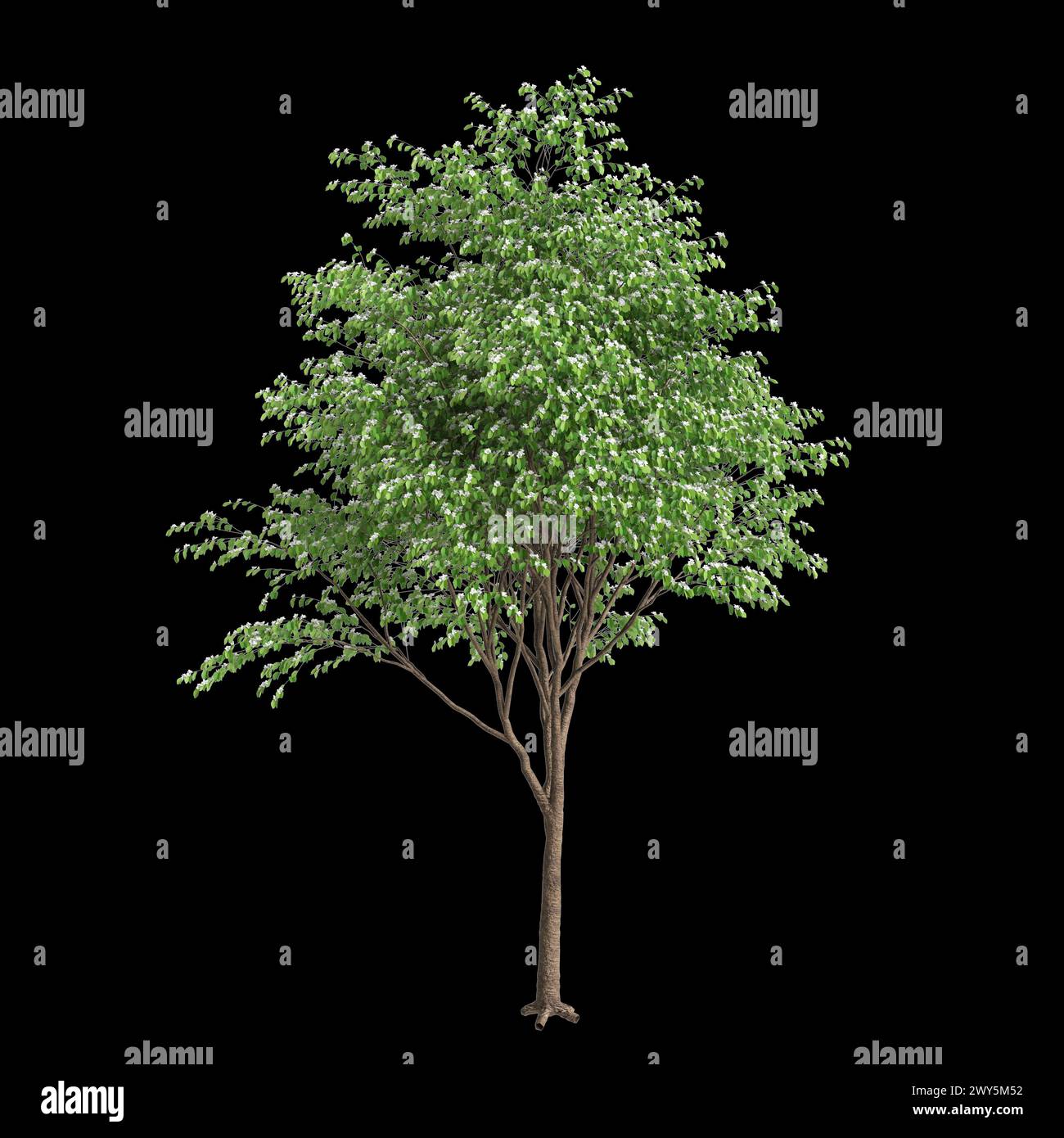 Illustrazione 3d dell'albero Bauhinia acuminata isolato su sfondo nero Foto Stock