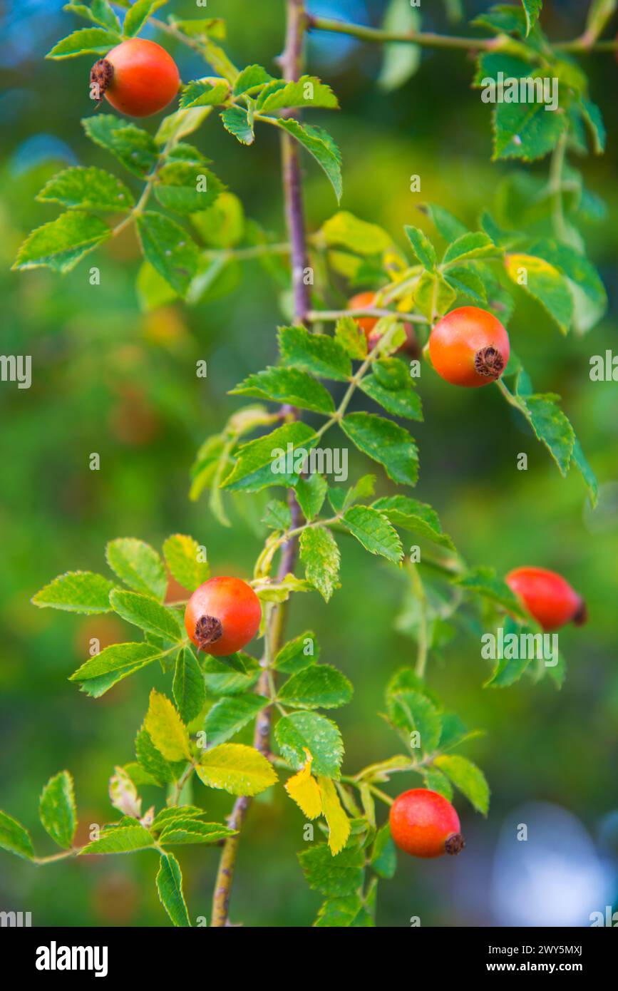 Eglantine bacche. Foto Stock