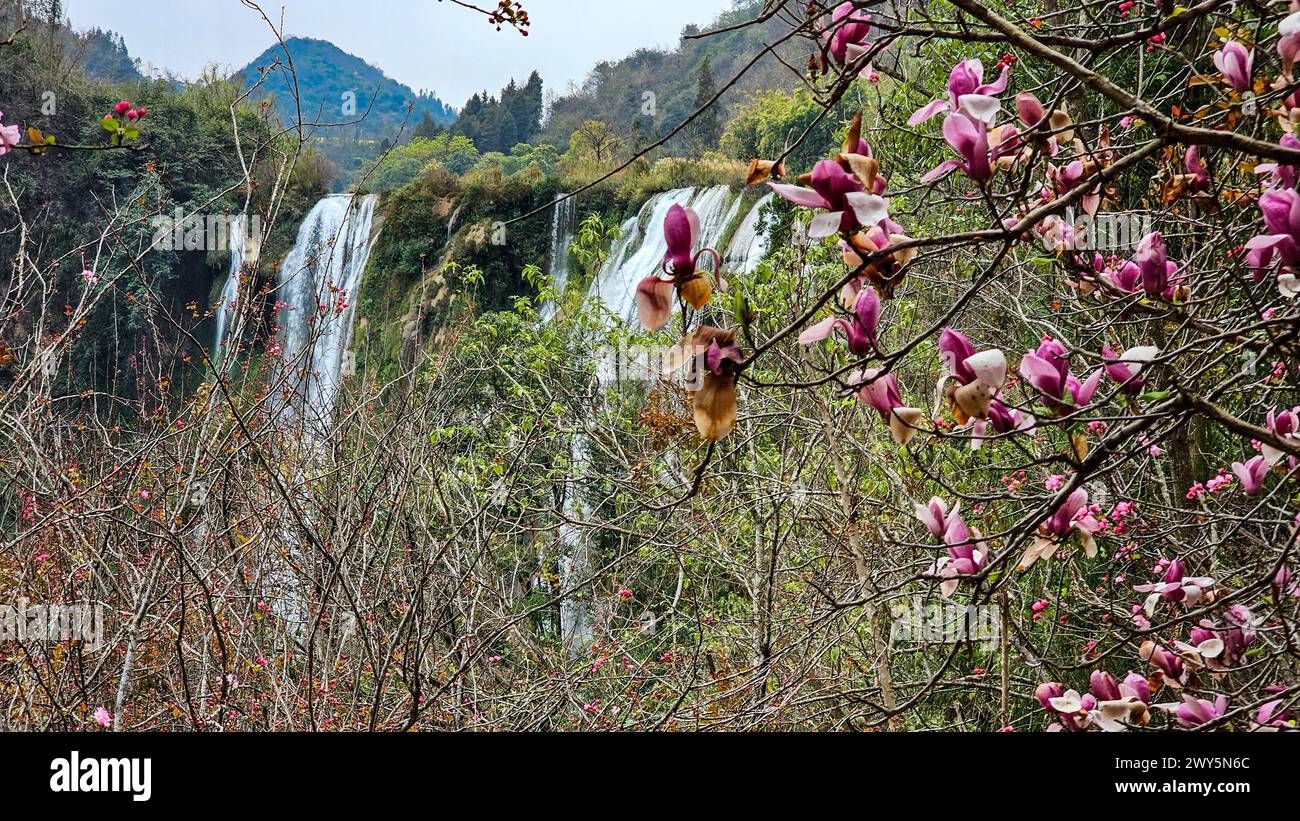Bellissimi grandi fiori rosa che fluttuano nell'aria nelle cascate di Jiulong, in Cina Foto Stock