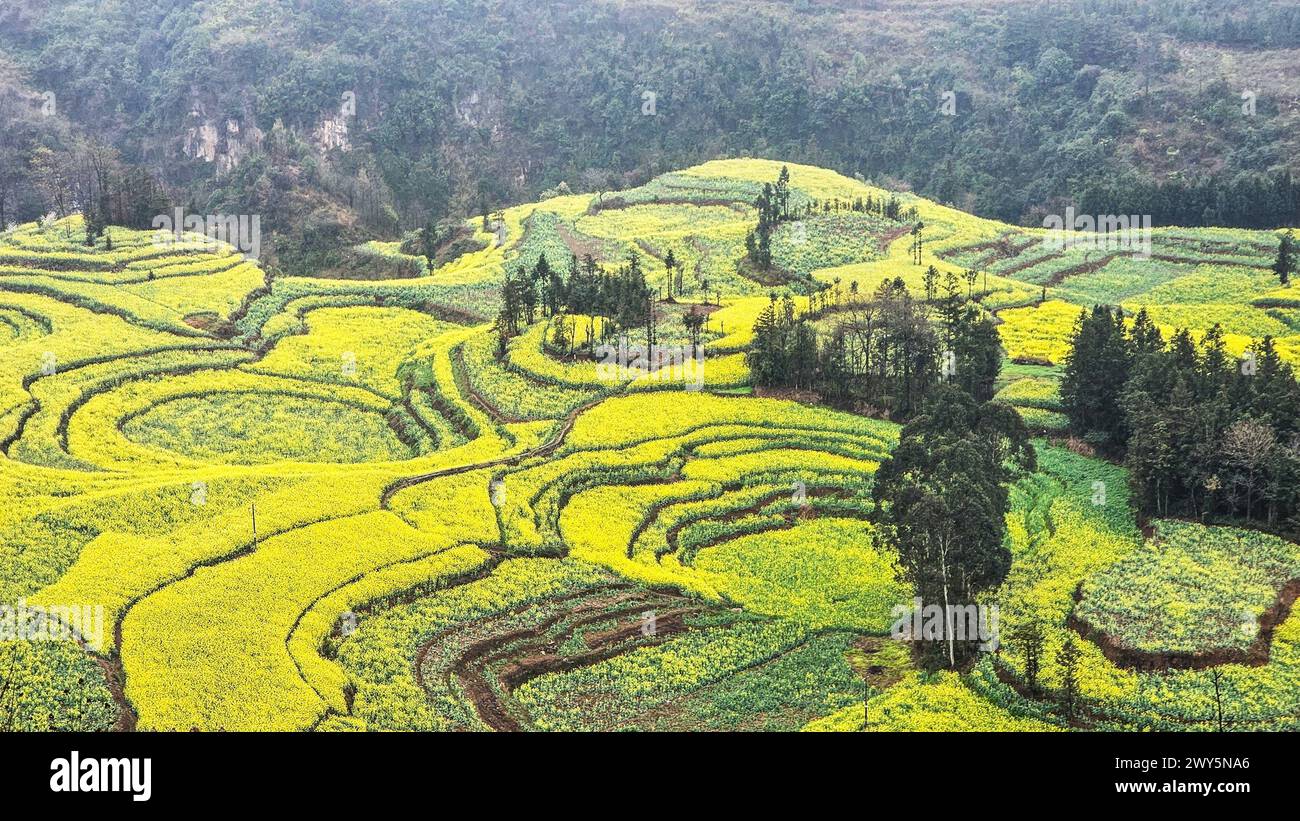Vista aerea dei fiori gialli nei campi di montagna di Luosi Field, Luoping China Foto Stock
