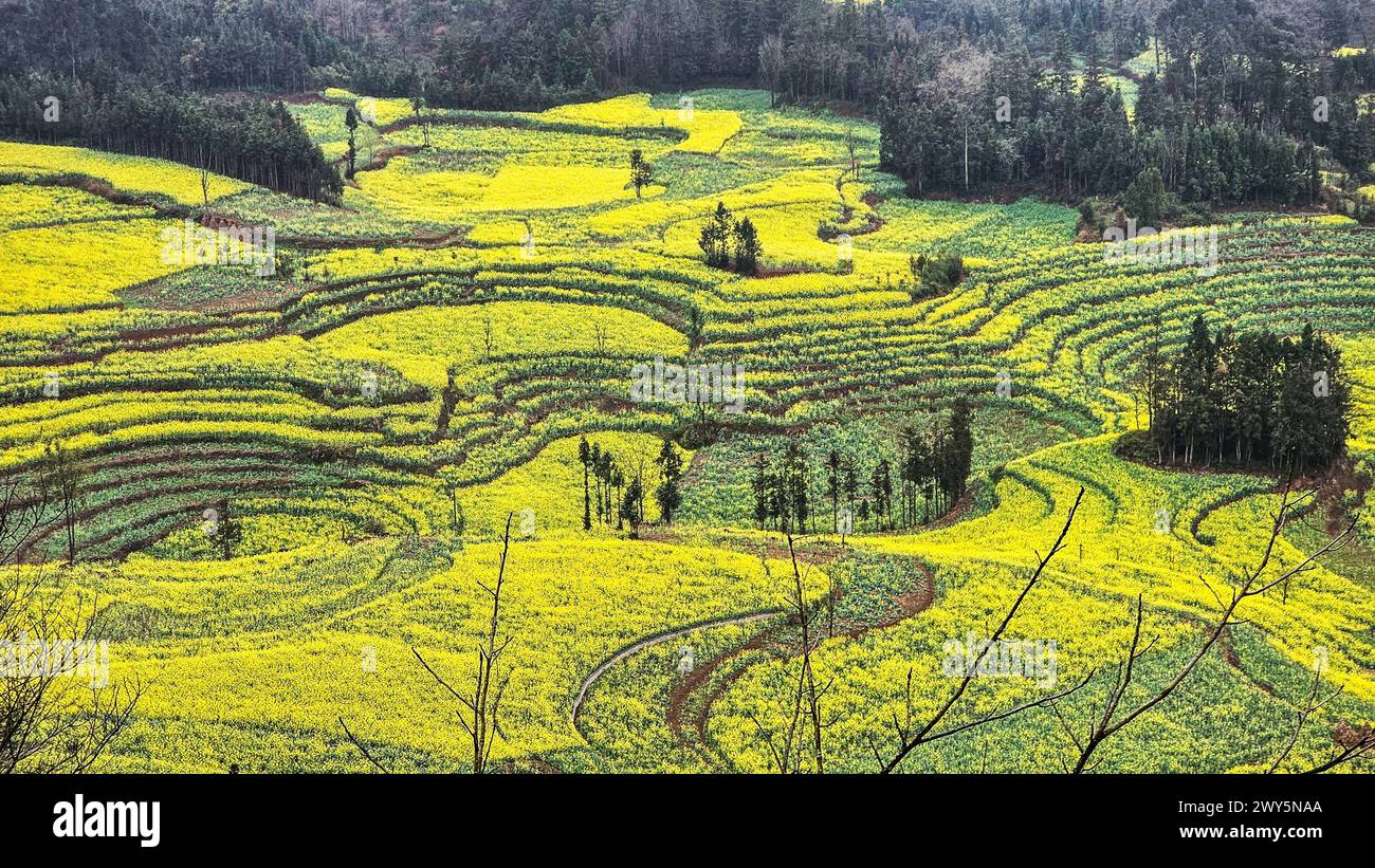 Lussureggianti fiori gialli che coprono i campi di montagna a Luosi Field, Luoping China Foto Stock
