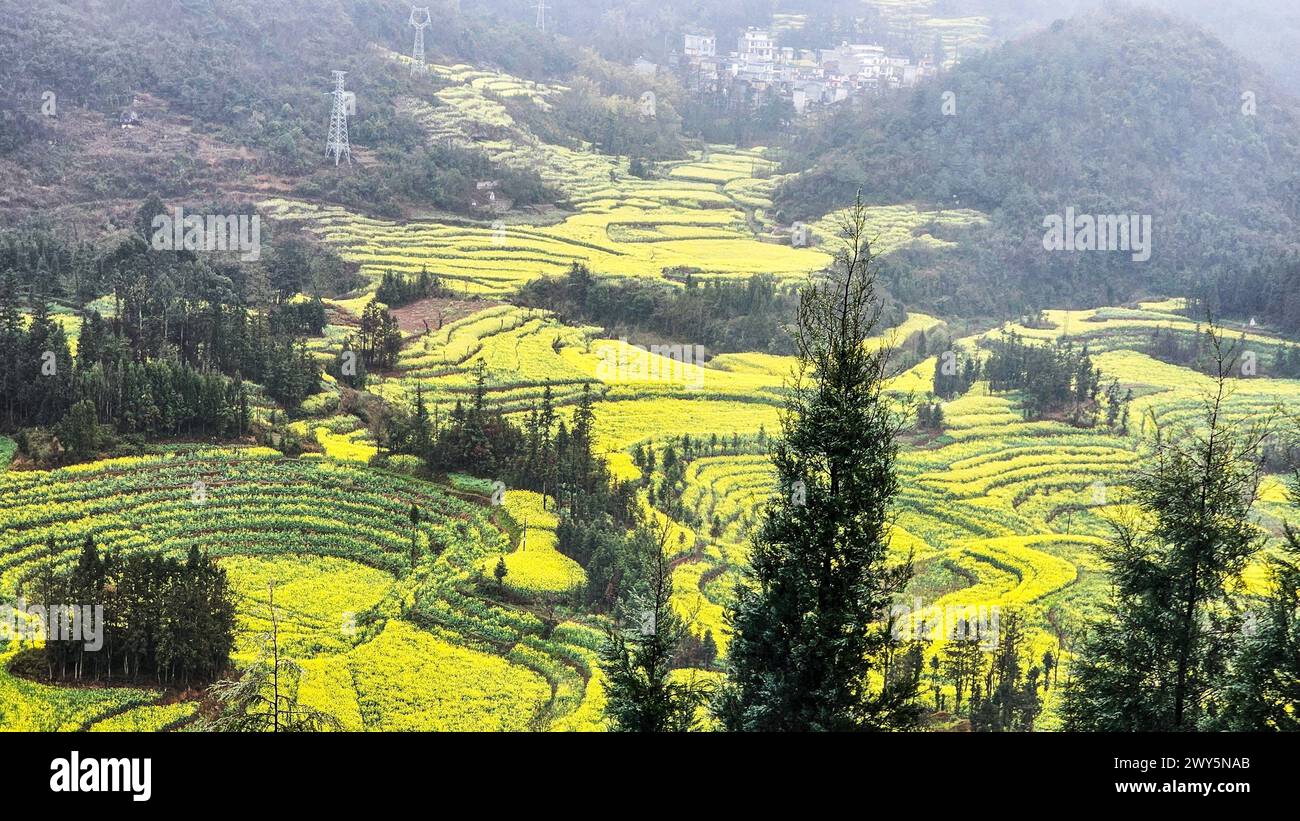Il verde lussureggiante copre un ampio campo aperto a Luosi Field, Luoping China Foto Stock