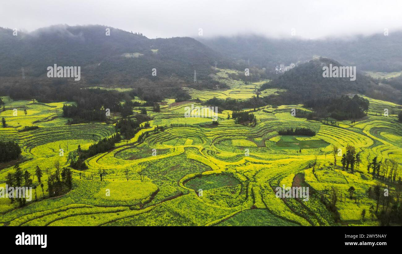 Campo lussureggiante con numerosi alberi e colline ondulate a Luosi Field, Luoping China Foto Stock