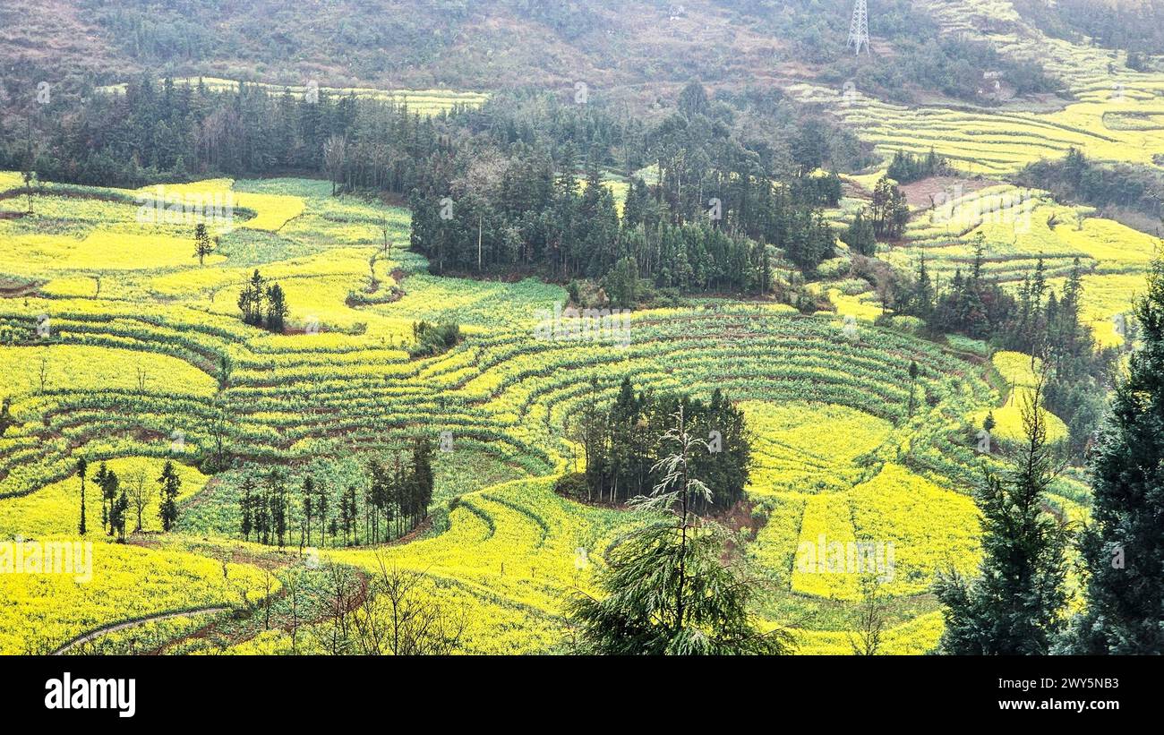 Vibranti fiori gialli in un vasto campo con alberi e montagne a Luosi Field, Luoping China Foto Stock