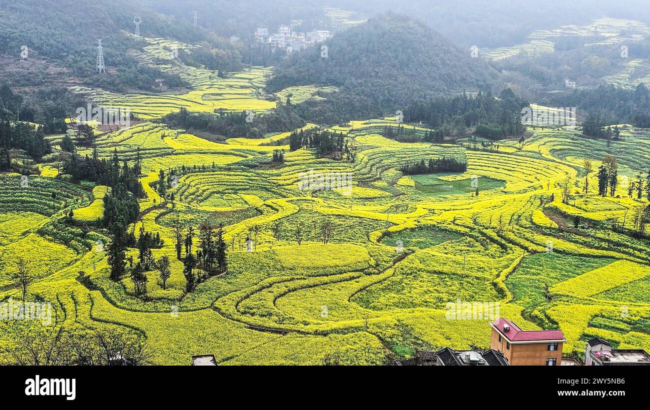 Fiori gialli vivaci in un vasto campo con edifici distanti a Luosi Field, Luoping Cina Foto Stock