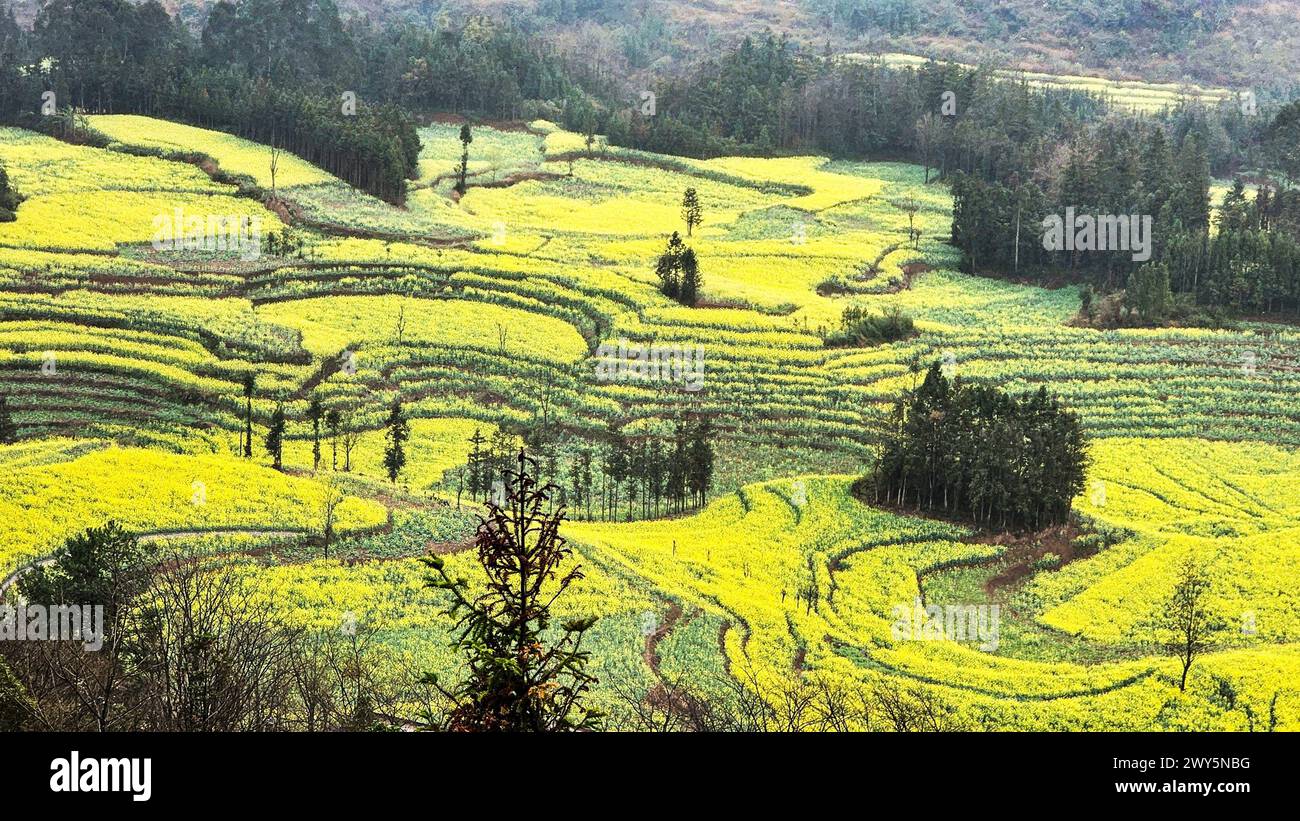 Lussureggianti fiori gialli che coprono i campi di montagna a Luosi Field, Luoping China Foto Stock