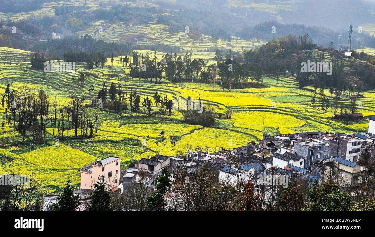 Vivace campo giallo con alberi a Luosi Field, Luoping China Foto Stock